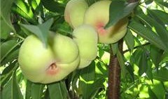 新疆蟠桃爆料新闻最新,甜蜜上市引关注！